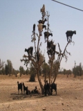 Poze Animale In Desert
