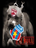 Dinamo Mananca Steaua