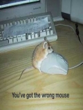 Poze Cu Soricelu Pe Mouse