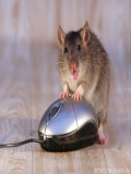 A Ales Gresit Mouse-ul