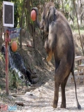 Un Elefant Tare Destept