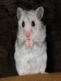 Hamsteri