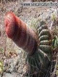 Cactusi Poze