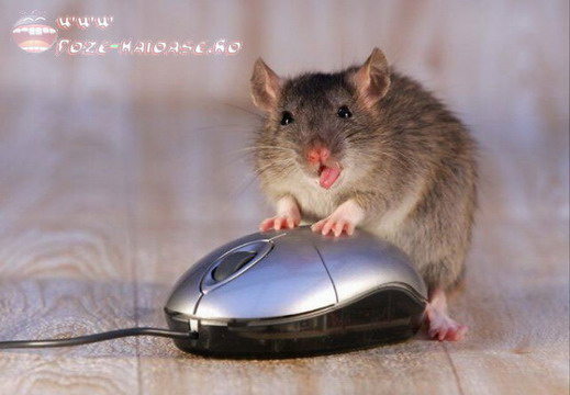 A Ales Gresit Mouse-ul