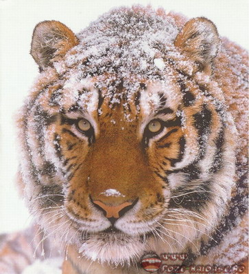 Poze Tigri